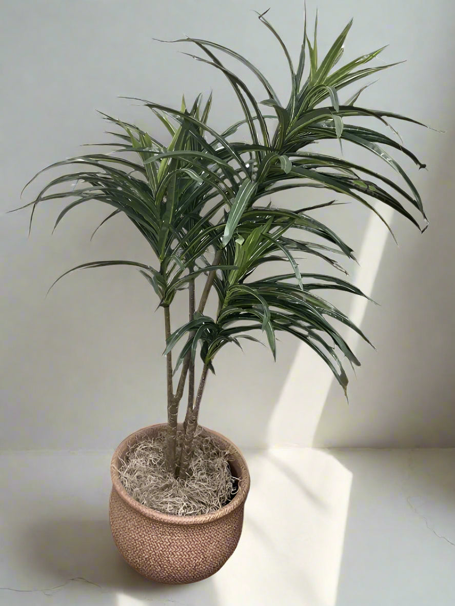 Artificial Potted Dracaena (In-Store Pickup Only)