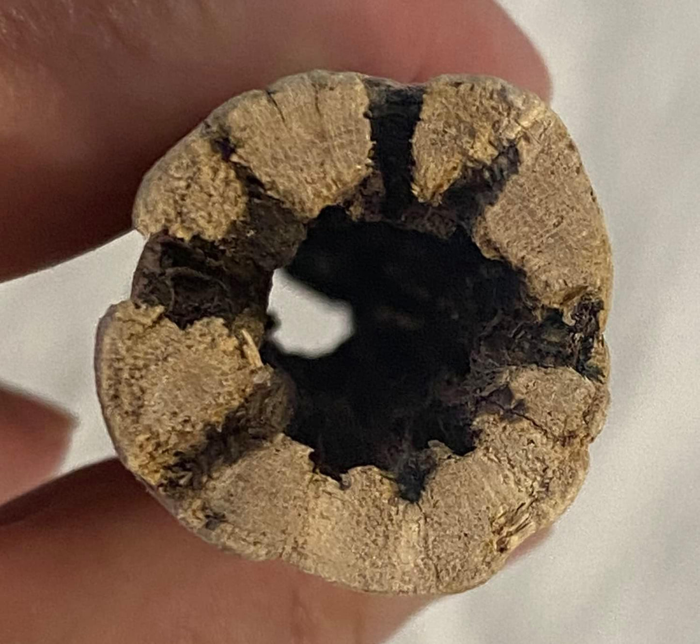 Cholla Choya Wood Combo 4 Pieces